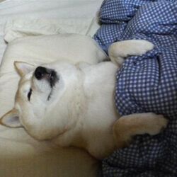 강아지 동물 개 편안한 이불 침대 개편안 편한 이불덮고 자는 모습