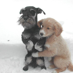 겨울 추워 영하 한파 상상불가 추위 얼음 눈 온도 강아지 두마리 서로 안고
