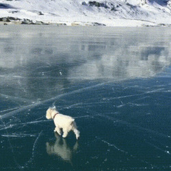 얼음위를 걸어가는 강아지 겨울 추워 영하 한파 상상불가 추위 얼음 눈 온도