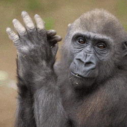 침팬지 박수 오랑우탄 원숭이 좋아 잘했어