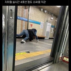 수도권 지하철 4호선 문화 질이 다름 청도 소싸움 직관