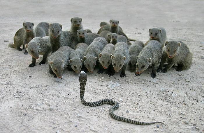 코브라 뱀 다구리 집단