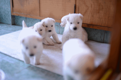 솜사탕 강아지 귀여운 아기 흰색 동물 심쿵
