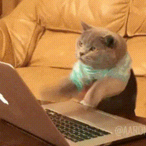 고양이 컴퓨터 악플 키보드 치는 움짤