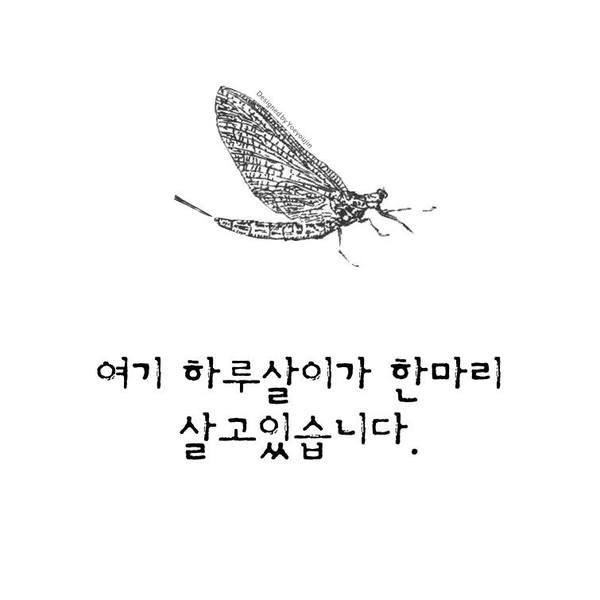 하루 여기 하루살이가 한마리 살고있습니다