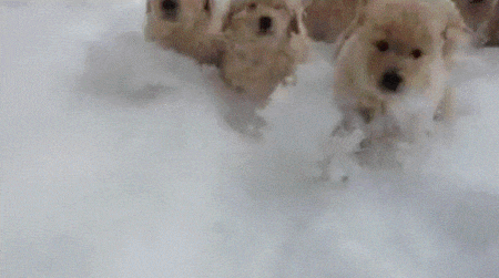 겨울 눈사람 추위 영하 혹한 얼음 한파 추위 강아지 단체로 뛰어오는 눈속을 귀여운