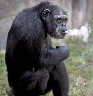 원숭이 담배 침팬치 인생 뭐있냐 흡연
