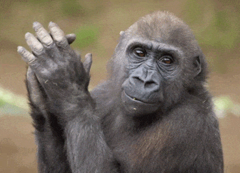 침팬지 박수 오랑우탄 원숭이 좋아 잘했어