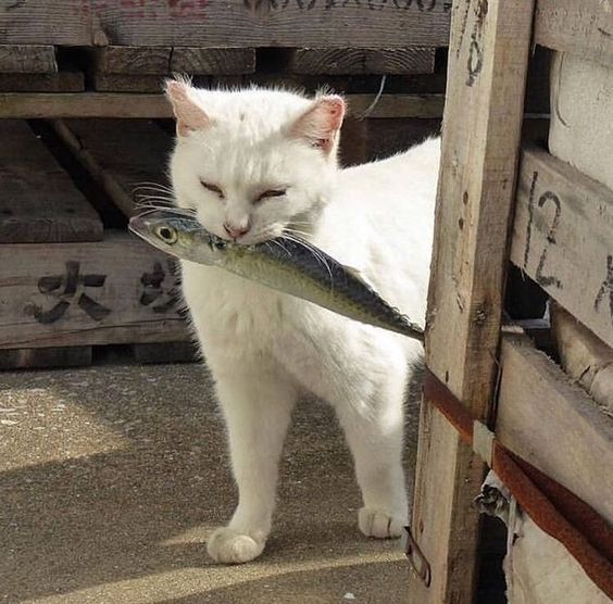 고양이 생선 물고 가는짤 냥이