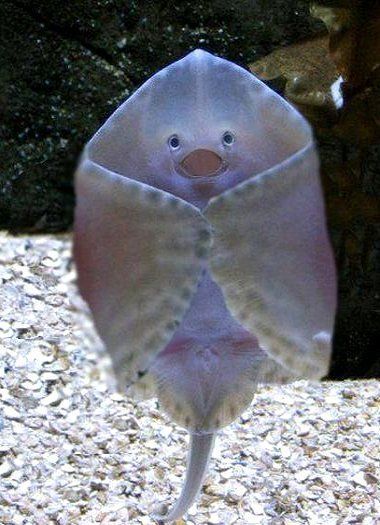 가오리 해양 생물 바다 동물 웃음 표정