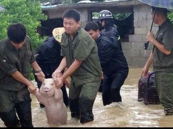 돼지 끌려가는 물속 비오는날 수해 물난리 군인 질질