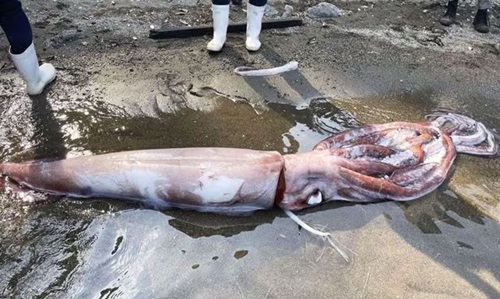오징어 대왕오징어 심해 해안 산채로 포획 못생김 니얼굴 못생겼어 모솔 얼굴