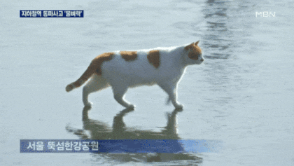꽁꽁 얼어붙은 한강 위로 고양이가 걸어다닙니다 고양이 한강 움짤