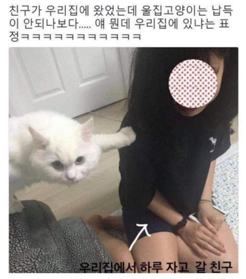 고양이 놀러온 친구 얘 뭔데 우리집에 있냐 표정 뭐냐