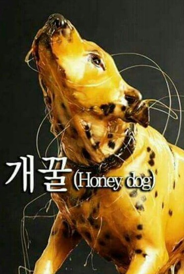 개꿀 honey dog 허니 도그 허니도그 좋아 개꿀이다