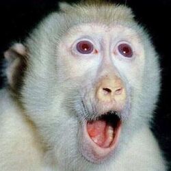 놀람 원숭이 놀라는 모습 깜짝 표정 얼굴 동물 