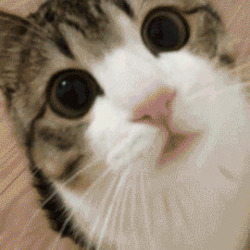고양이 냥이 심쿵 눈빛 귀여운