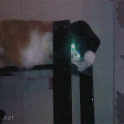 고양이 냥이 탐정냥이 눈빛 불빛 모자 멋찜 포스
