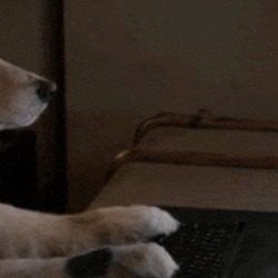 개 강아지 키보드 치는 모습 악플 자판 글자 입력