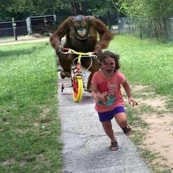 도망 원숭이 오랑우탄 아이 자전거 튀어 무서워 울음 달려
