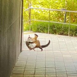 담비 길고양이 고양이 싸움 vs 대결 길거리